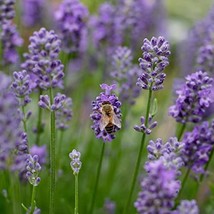 300+ English Lavender Seeds Heirloom Organic Nongmo Herb Usa Flower Easy Fresh N - £11.00 GBP