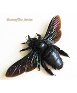Rainbow Wings Real Carpenter Bee Xylocopa Latipes Framed Entomology Shad... - $72.77 CAD