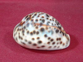 Natural Tiger Cowrie Cowry Cypraea Tigris Sea Shell 8 cm  - £5.58 GBP