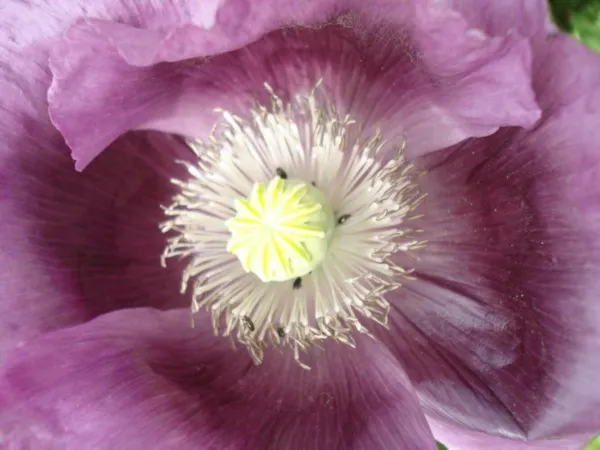 Top Seller 1000 Lavender Poppy Purple Papaver Flower Seeds - $14.60