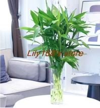 Lucky bamboo seeds thumb200