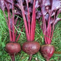 Beets Bull&quot;S Blood Beet Seeds Vegetable Gardening USA Shipping - $10.00