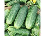 25 Carolina F1 Hybrid Cucumber  Seeds   Very Early Pickling Cucumber Var... - $8.99