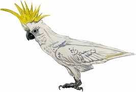 Exotic Tropical Cockatoo Bird Decal Sticker Truck Car Bumper Window - £5.55 GBP+