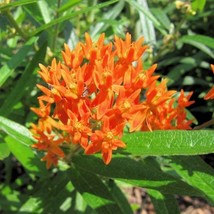 50 Orange Butterfly Weed Flower Seeds US Seller Fast Shipping - $6.98