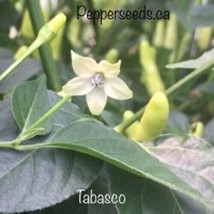 New Fresh 25 Seeeds Tabasco Pepper Seeds Garden Planting Food - $7.00