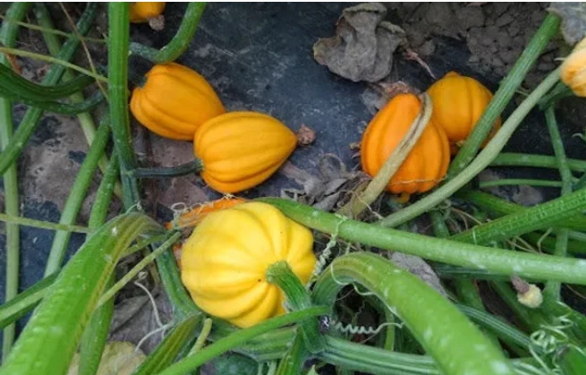 12+ Count Table Queen Acorn Squash  NonGMO/Heirloom Seeds – Perfect for ... - $6.01