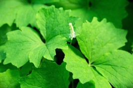 10 Vanilla Leaf Achlys Triphylla Fragrant Shade Groundcover White Flower Seeds F - £6.32 GBP