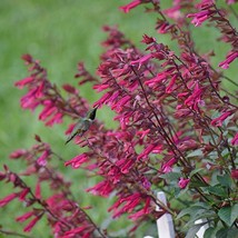 FREE SHIPPING 50 Wendy&#39;s Wish Salvia Seeds Flower Seed Perennial Hummingbird - £13.54 GBP