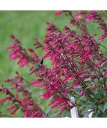 FREE SHIPPING 50 Wendy&#39;s Wish Salvia Seeds Flower Seed Perennial Humming... - £13.60 GBP