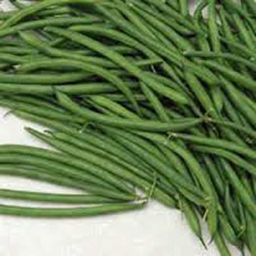 COOL BEANS n SPROUTS" Brand, Burpee Stringless String Bean Seeds. 6 Ounce A Gar