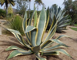 Agave Americana marginata seeds Attenuata cactus succulent semillas grai... - $6.33+