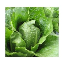 Premier Seeds Direct ORG179 Lettuce Jericho Organic Seeds (Pack of 1200)  - $8.00