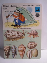 1978 Walt Disney&#39;s Fun &amp; Facts Flashcard #DFF12-19: Cone Shells and Cowries - $2.00