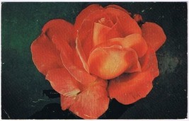 Postcard Peace Rose Wyant Roses Johnny Cake Ridge Mentor Ohio - £3.96 GBP