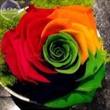 50 Seeds Crazy Rainbow Rose Big Blooms Garden - $6.22