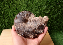 4.7 inch Ammonite Mammites Nodosoides Ammonite Moroccan fossils Ammonite... - $823.64 MXN