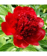 Peony Red Charm Plant Division Spring Red Flowers Heirloom Seeds - $1,479.12 MXN