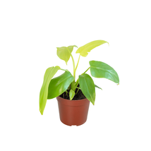 Philodendron 'Gold Violin'-4" Pot - $2,148.11 MXN