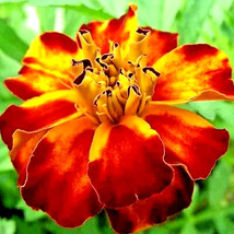 French Marigold 30 Seeds Spring Mix Flower Mosquito Insect Repellent Bees - $168.75 MXN