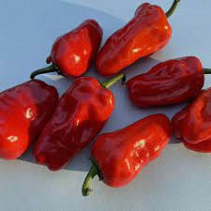 25 SEEDS Hinkelhatz Hot Pepper Garden Vegetables Planting Edible Food - $5.24