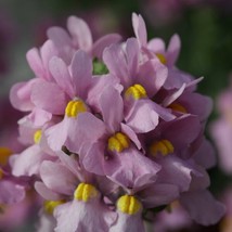 50 Pelleted Seeds Seventh Heaven Pink Nemesia Seeds - £23.92 GBP