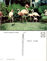 One(1) Florida Colorful Pink Flamingos ~ Red Flowers Tropical Birds VTG Postcard - £5.57 GBP