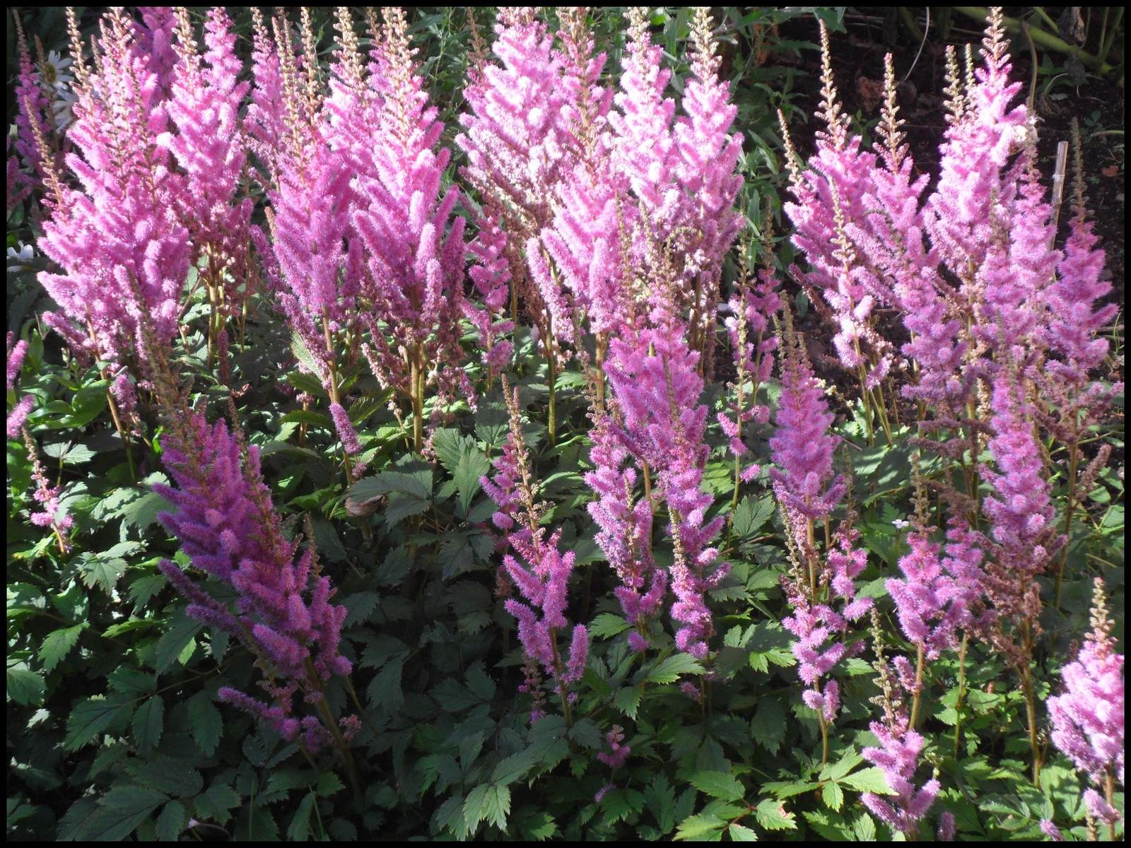 120 Astilbe Chinensis Pumila Lilac Rose 10 Inch Easy Shade Flower Seeds Garden