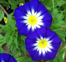 USA SELLER Royal Ensign Dwarf Morning Glory Seeds Bright Blue Blooms Fresh New - $18.48