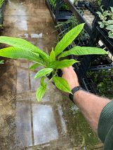 Live Plant - Philodendron - Campii &quot;Lynette&quot; - Live Plant - £40.61 GBP