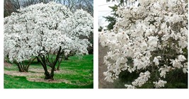 6-12&quot; Tall - Star Magnolia Shrub/Tree - 4&quot; Pot - Live Plant - Magnolia stellata - £49.91 GBP