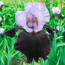 Iris Bearded Better Together Iris Germanica Size #1 Rhizome - £7.56 GBP