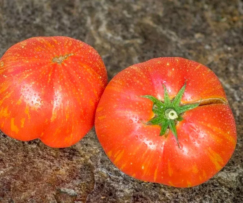 SR 50 Seeds Dwarf Firebird Pink Tomato Juicy Tomatoe Vegetable Planting ... - £6.86 GBP