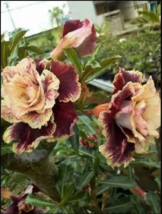 4 Cream Maroon Desert Rose Seeds Adenium Flowers Flower Perennial - £13.28 GBP