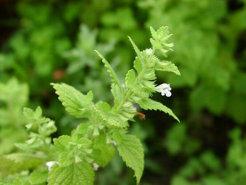 Lemon Balm Seeds ~Melissa officinalis~ Aromatic Tea and Medicinal Herb - $3.00