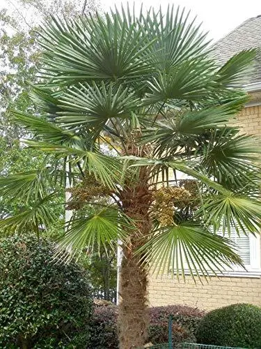 Fresh 15 Seeds Of Cold Hardy Windmill Palm Tree Seeds (Trachycarpus Fortunei) Ga - £21.53 GBP
