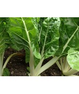 Fordhook Giant Swiss Chard Seeds  Salad Greens Heirloom  FRESH - $12.00