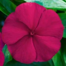 25 Seeds Vinca Blockbuster Crimson F1 Vinca Seeds - £23.79 GBP