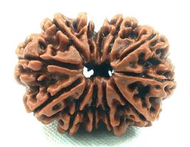 Collector Gauri Shankar Rudraksha – 12 Mukhi - Nepal - IGL Certified - $115.58