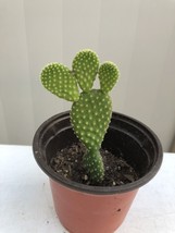 Opuntia Microdasys Cactus Succulent Live Plant Bunny Ears With Pot USA Seller - £29.51 GBP