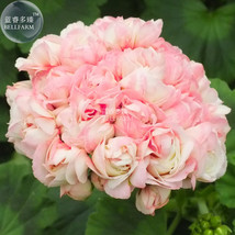 Geranium Apple Blossom Light Pink Flower Seeds - £4.79 GBP