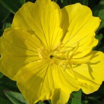 Missouri Primrose Seeds Organic Oenothera Missouriensis Seeds Yellow Flower Bulk - £6.31 GBP