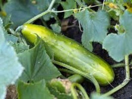CUCUMBER SEED, LONG GREEN IMPROVED, HEIRLOOM, ORGANIC, NON GMO, 50+ SEEDS, - £2.32 GBP