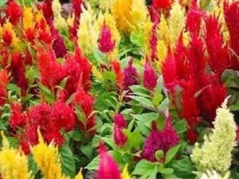 S_SH 150 Mixed Pampas Plumes Cockscomb Celosia Plumosa Flower Seeds - $7.24