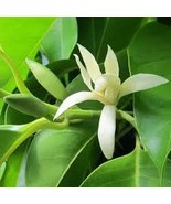 Aromatic Michelia Alba Flower Magnolia Bonsai Plant Perfume Plant 100 Seeds - $200.30 MXN