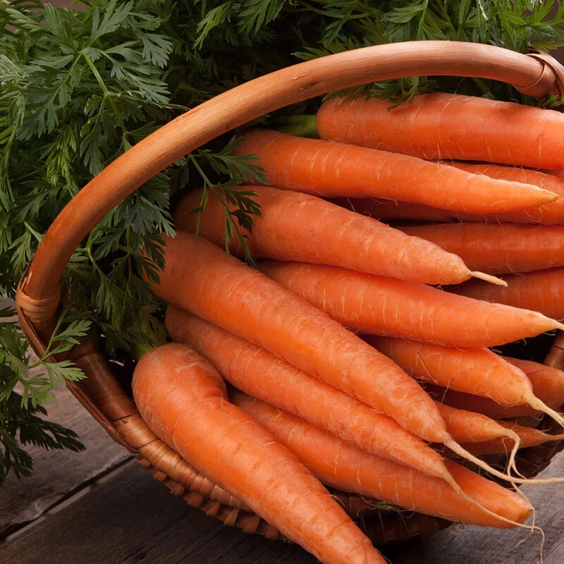 Danvers 126 Carrot Seeds, NON-GMO, ORGANIC, HEIRLOOM -   - $4.26