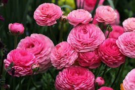 2 Ranunculus Tecolote Flower Bulbs Fw95221-2 Gardening USA SELLER - $21.97