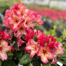 USA SELLER Fire Rim Rhododendron Well Rooted Starter Plant Frilled Edges - $47.58