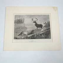 Antique 1800s Lake Deer Stag &amp; Otter Print &quot;Surprised&quot; Arthur Fitzwilliam Tait - £23.42 GBP