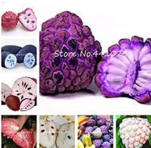 Fresh Seeds 20Pcs Graviola Annona Muricata Sweetsop Delicious Fruit Seeds Mixed - $17.84